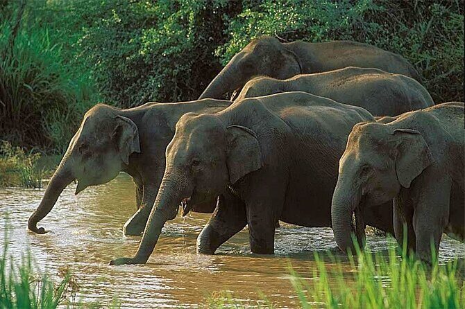 Udawalawe National Park | Half day - Safari tour - Introduction