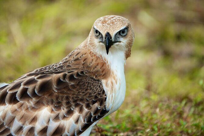 Udawalawe National Park | Half day - Safari tour - Key Points