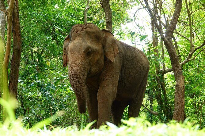 Udawalawe National Park | Half day - Safari tour - What Travelers Can Expect