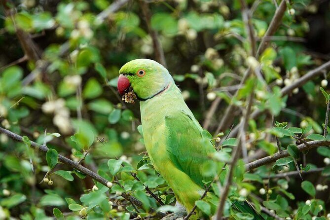 Udawalawe National Park | Half day - Safari tour - Authentic Experiences That Stand Out