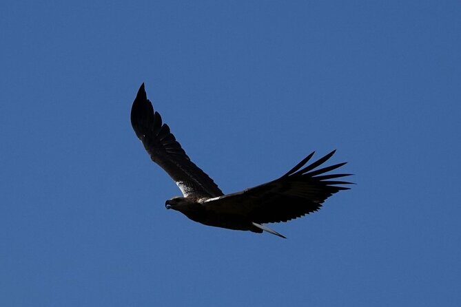 Udawalawe National Park | Half day - Safari tour - FAQs