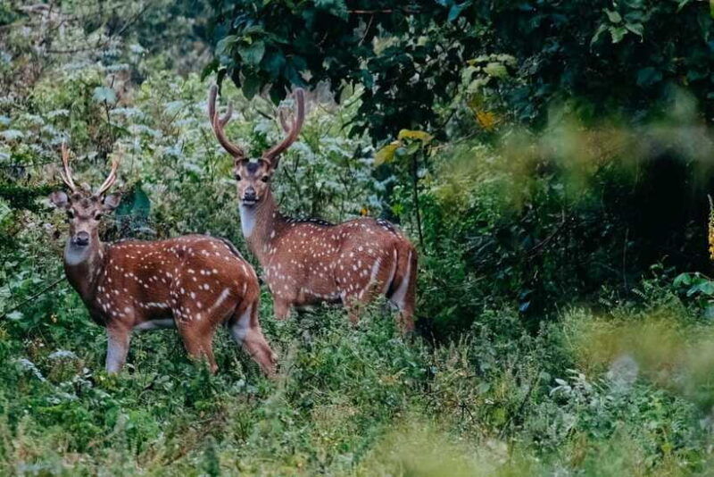 udawalawe-national-park-half-day-safari-tour