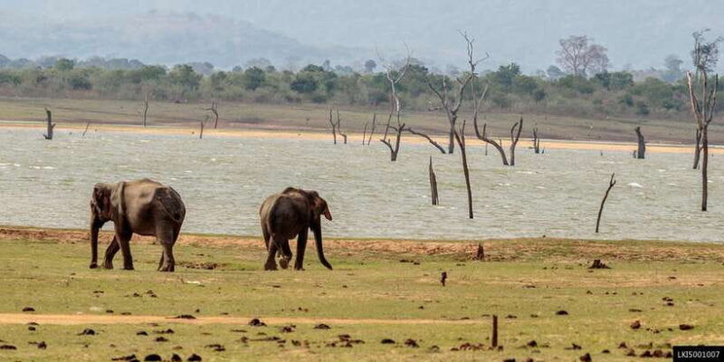 udawalawe-national-park-private-full-day-safari