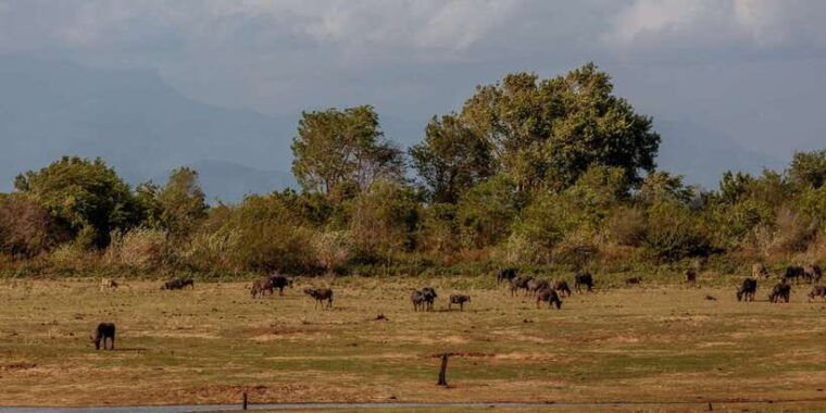 udawalawe-national-park-private-full-day-safari