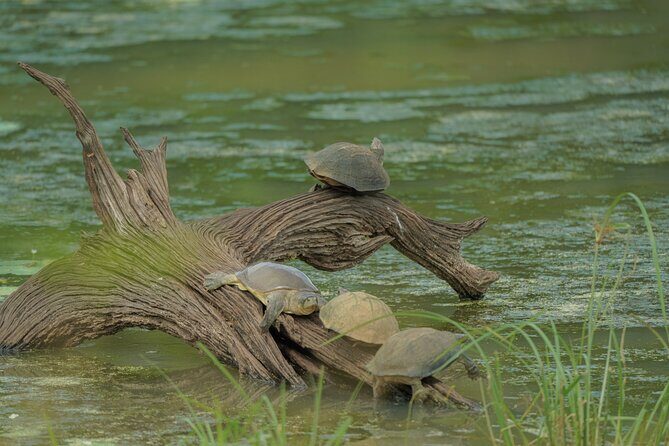 Udawalawe National Park Private Jeep Tour Safari Experience - Who Should Consider This Tour?
