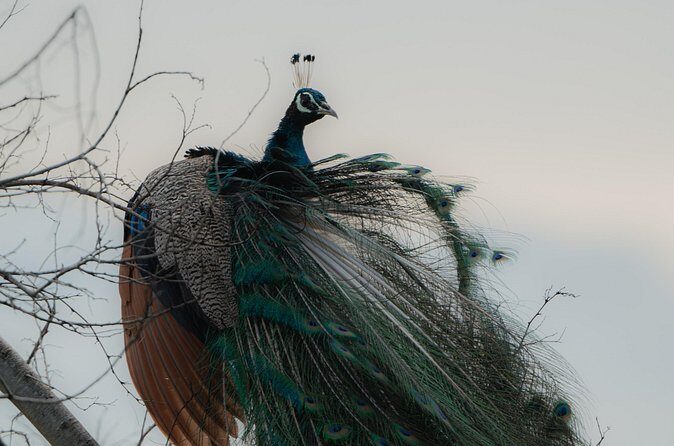 Udawalawe National Park Private Jeep Tour Safari Experience - FAQs