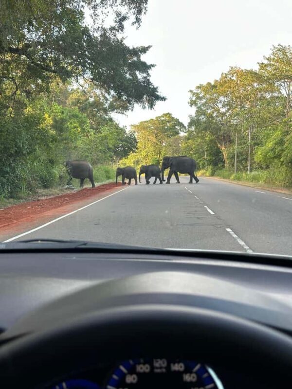 Udawalawe National Park: Private Safari From Colombo - Why Choose This Tour?