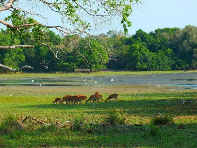 Udawalawe National Park: Private Safari From Colombo - The Sum Up