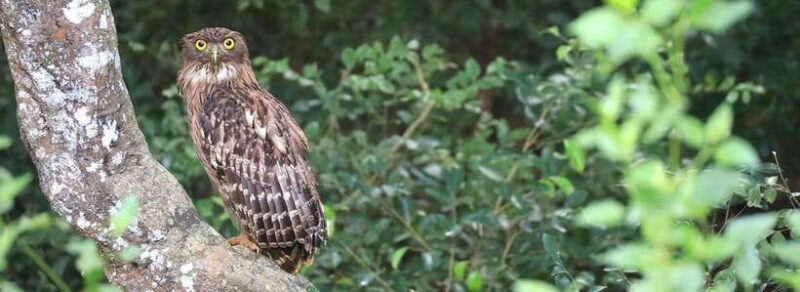 Udawalawe National Park: Private Safari From Colombo - The Sum Up