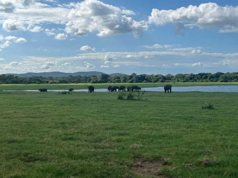 udawalawe-national-park-private-safari