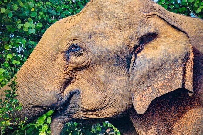 Udawalawe National Park Private Safari Tour - Reviewing the Udawalawe National Park Private Safari Tour