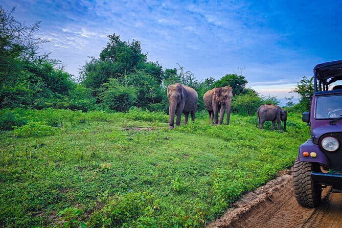 Udawalawe National Park Private Safari Tour - Key Points