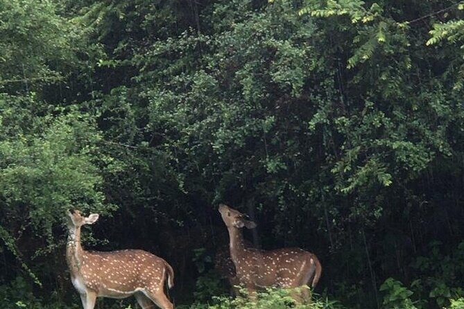 Udawalawe National Park Private Safari Tour - Exploring Udawalawe National Park: What to Expect
