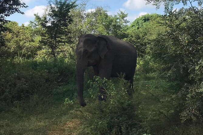 Udawalawe National Park Private Safari Tour - Authentic Experiences from Reviewers
