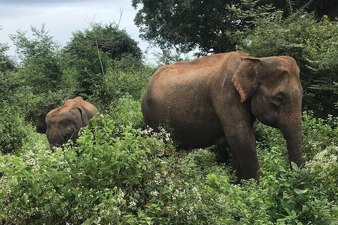 Udawalawe National Park Private Safari Tour - Final Thoughts: Is This Safari For You?