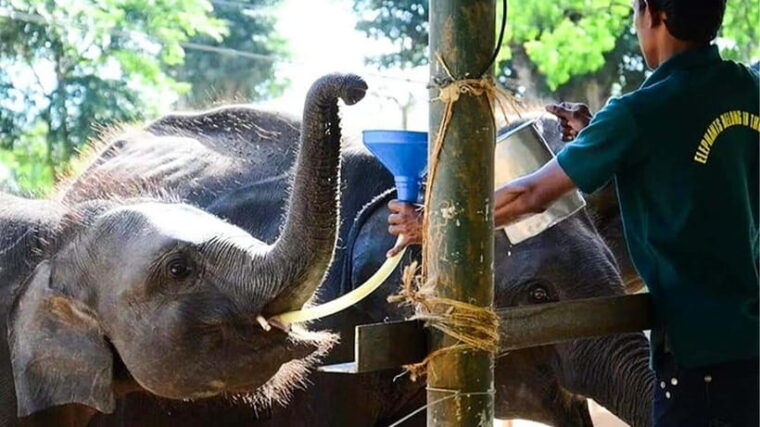 udawalawe-national-park-private-safari-transit-home-visit