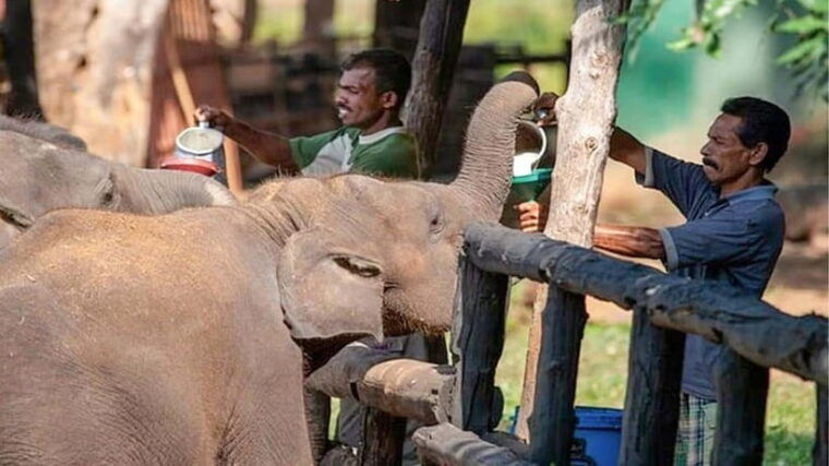 udawalawe-national-park-private-safari-transit-home-visit