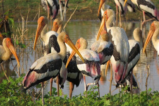 Udawalawe National Park - Private Safari with Gotrex Tours - Key Points