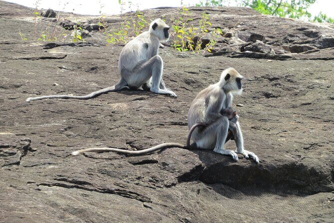 Udawalawe National Park - Private Safari with Gotrex Tours - FAQ