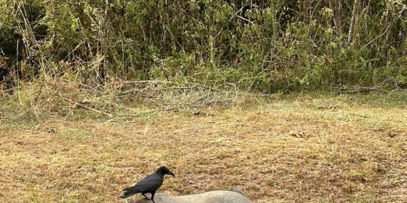 udawalawe-national-park-safari-and-elephant-transit-home