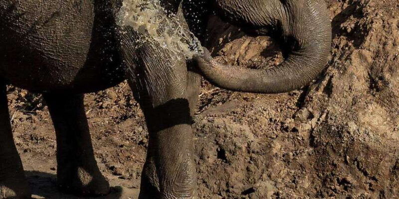 udawalawe-national-park-safari-and-elephant-transit-home