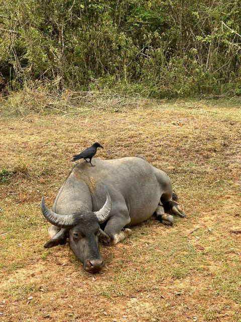 udawalawe-national-park-safari-and-elephant-transit-home