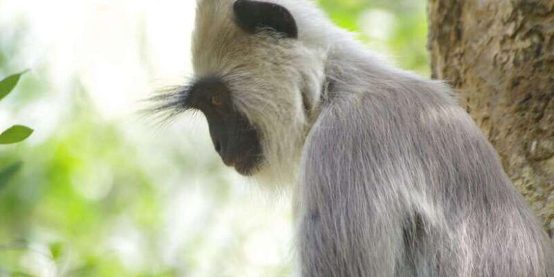 udawalawe-national-park-safari-and-elephant-transit-home