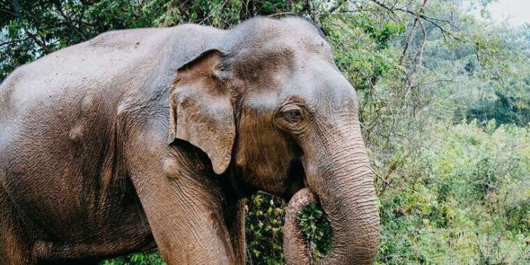 udawalawe-national-park-safari-and-elephant-transit-home