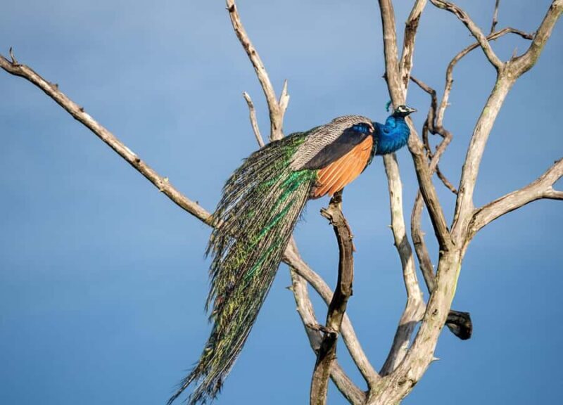Udawalawe National Park Safari  Eco Jeep Adventure - Key Points