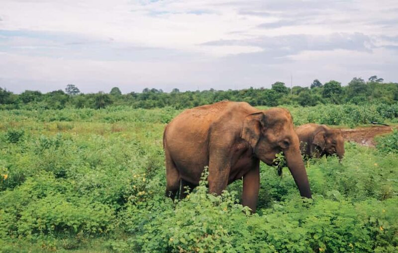Udawalawe National Park Safari  Eco Jeep Adventure - Final Thoughts