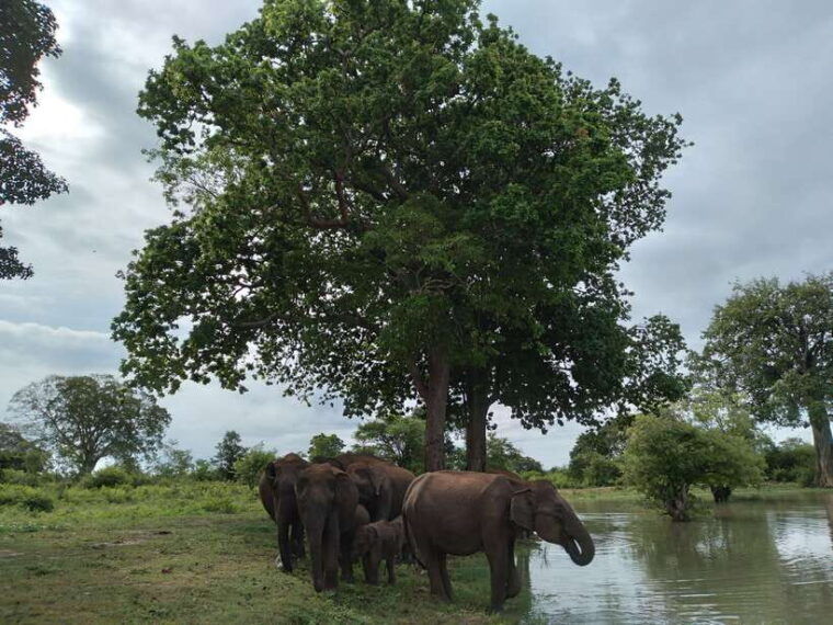 udawalawe-national-park-safari-elephant-transit-home-tour-2