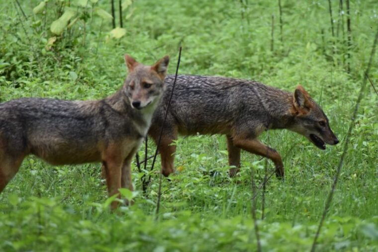 udawalawe-national-park-safari-elephant-transit-home-tour-2