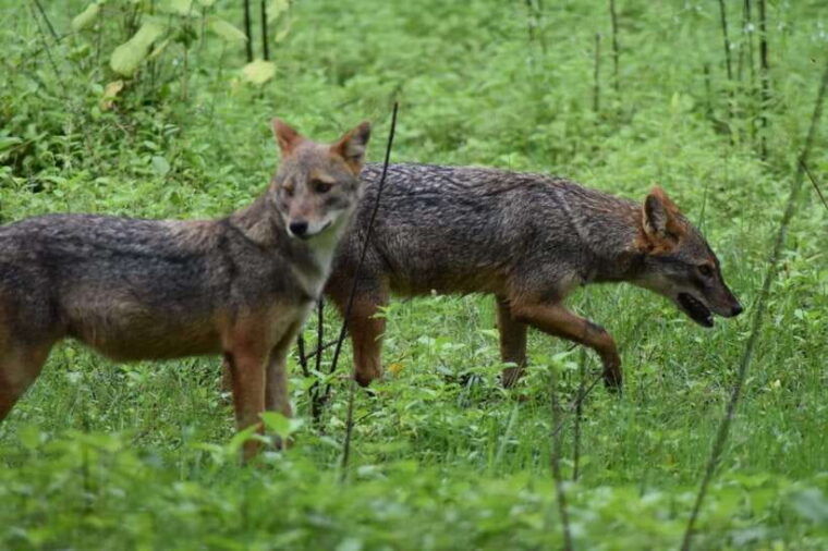 udawalawe-national-park-safari-elephant-transit-home-tour-2