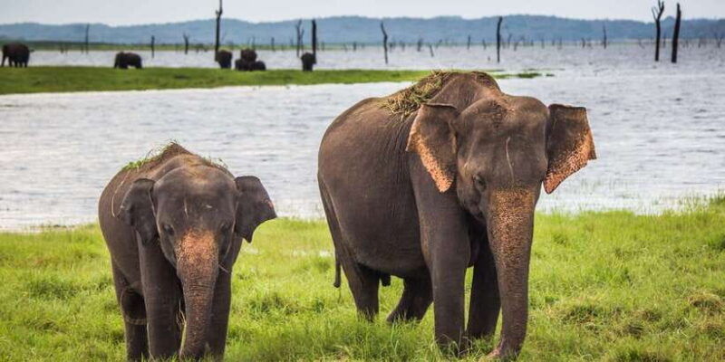 udawalawe-national-park-safari-elephant-transit-home-tour-3