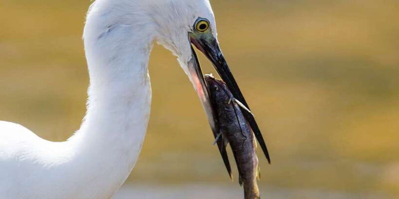 udawalawe-national-park-safari-elephant-transit-home-tour-3