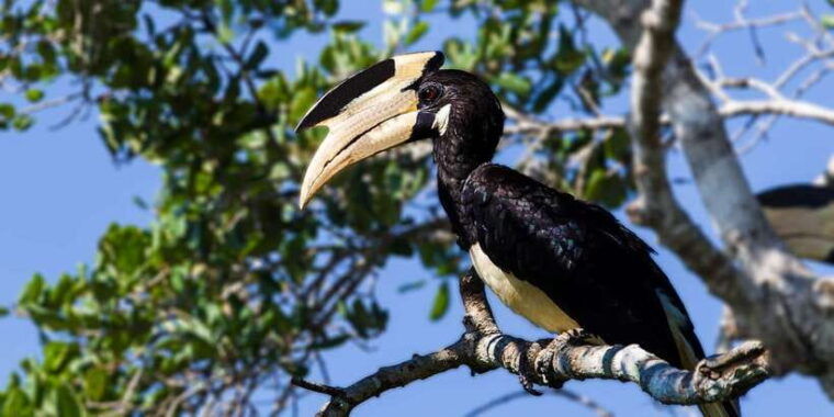 udawalawe-national-park-safari-elephant-transit-home-tour-3