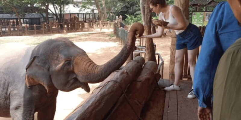 udawalawe-national-park-safari-elephant-transit-home-visit