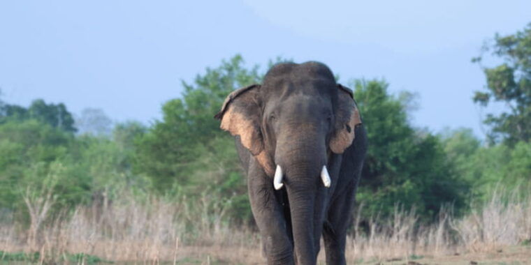 udawalawe-national-park-safari-elephant-transit-home-visit
