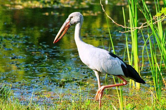 Udawalawe National Park Safari from Ahangama - A Closer Look at the Experience