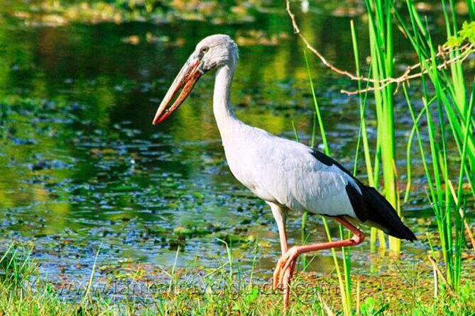 Udawalawe National Park Safari from Dikwella - The Charm of Dikwella: A Relaxing Coastal Stop