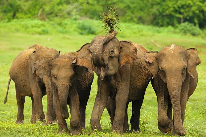 Udawalawe National Park Safari from Dikwella - Final Thoughts