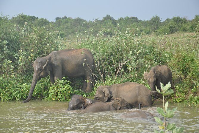Udawalawe National Park Safari from Ella - Authentic Experience and Practical Tips