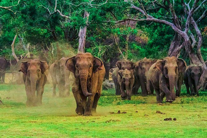 Udawalawe National Park Safari from Ella - Who Should Consider This Tour?