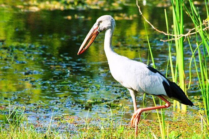Udawalawe National Park Safari from Ella - The Sum Up: Is It Worth It?