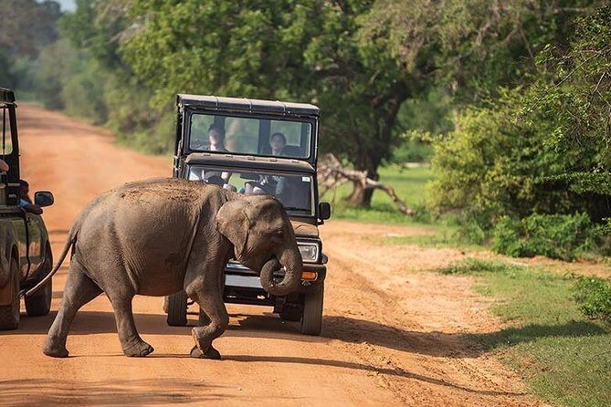Udawalawe National park Safari From Galle/Mirissa/Weligama (All inclusive) - The Itinerary in Detail