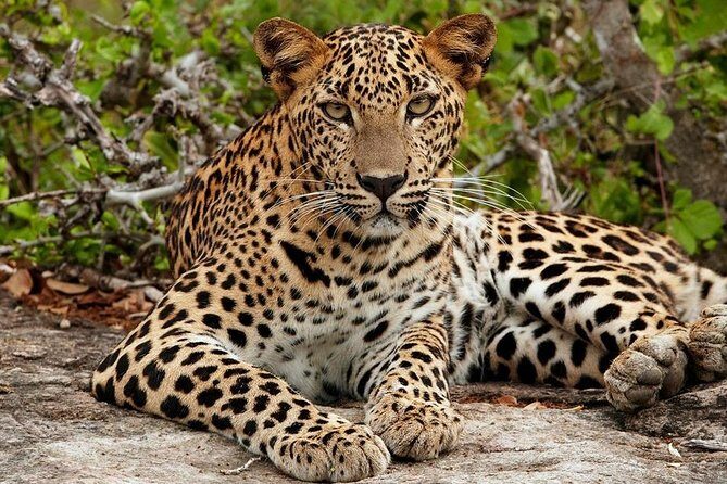 Udawalawe National park Safari From Galle/Mirissa/Weligama (All inclusive) - Authentic Insights from Reviewers