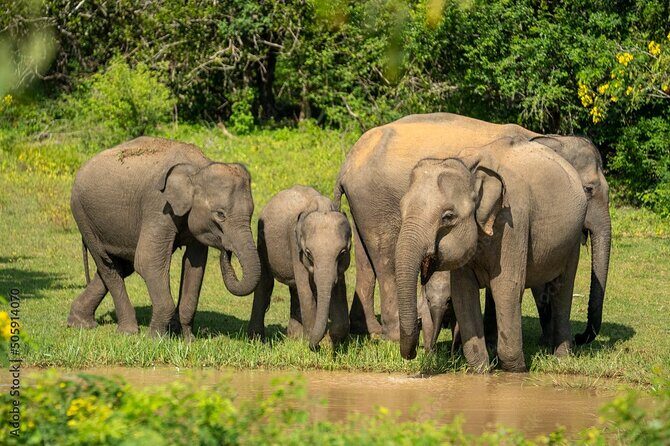 Udawalawe National Park Safari | From Hambantota Port - Key Points