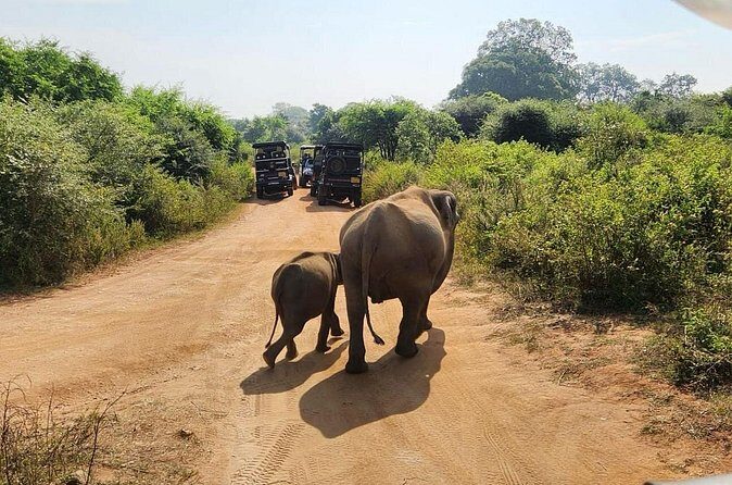 Udawalawe National Park Safari | From Hambantota Port - The Practicalities of the Tour