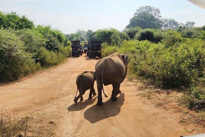 Udawalawe National Park Safari | From Hambantota Port - The Experience You’ll Take Home