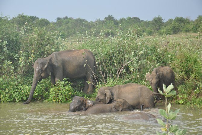 Udawalawe National Park Safari from Hikkaduwa - Key Points